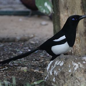 Maghreb Magpie (Pica mauritanica), October 2018