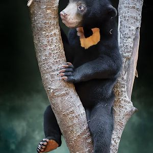 Sun Bear Cub - 27/10/2018