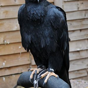 VERREAUX EAGLE