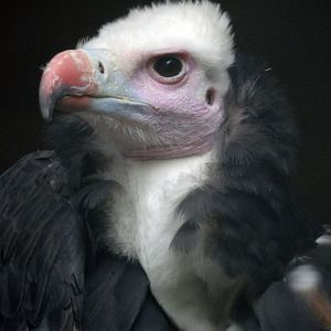 White Headed Vulture