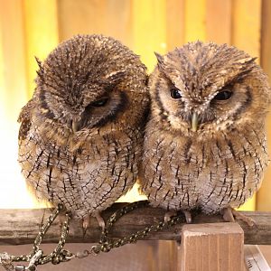 Owl cafe Osaka