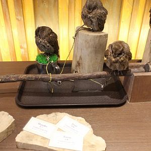 Owl cafe Osaka