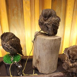 Owl cafe Osaka