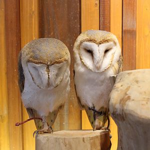 Owl cafe Osaka