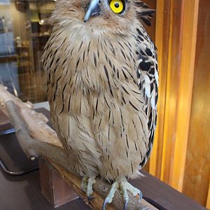 Owl cafe Osaka