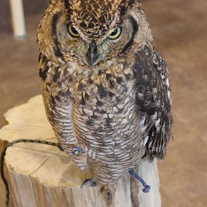 Owl cafe Osaka
