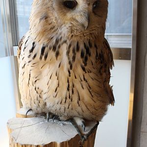 Owl cafe Osaka