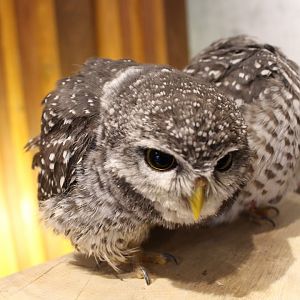 Owl cafe Osaka