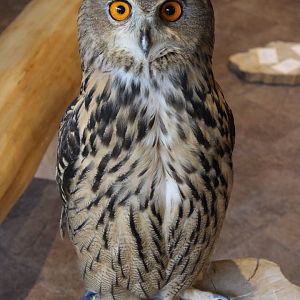 Owl cafe Osaka