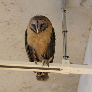 Owl cafe Osaka