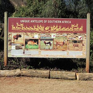 "Unique Antelope of Southern Africa" Signage