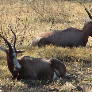Blesbok