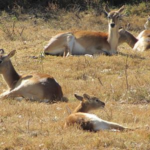 Kafue Flats Lechwe