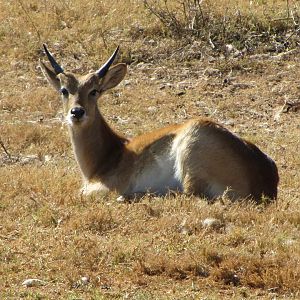 Kafue Flats Lechwe