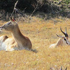 Kafue Flats Lechwe and South African Springbok