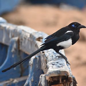 Maghreb magpie - (Tifnit)