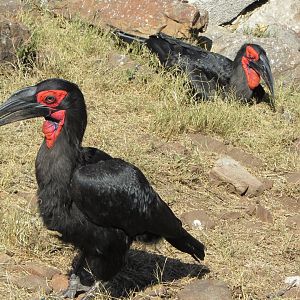 Southern Ground Hornbills