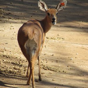 Southern Steenbok
