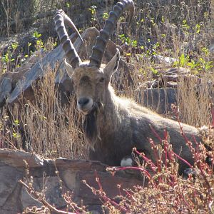 Nubian Ibex