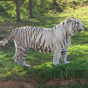 White Tiger