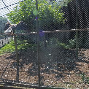 Aviary Steller's sea eagle (Sep 2nd, 2018)