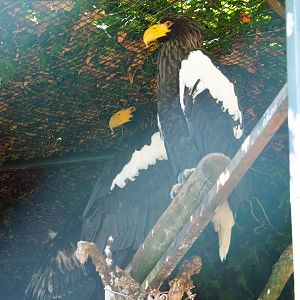 Steller's sea eagles (Haliaeetus pelagicus), Sep 2nd, 2018