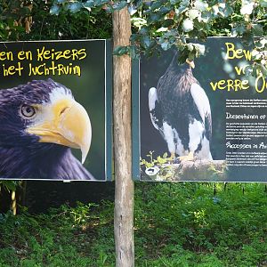 Signs Steller's sea eagle (Sep 2nd, 2018)