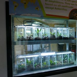 Amphibian Ark changes, October 2018