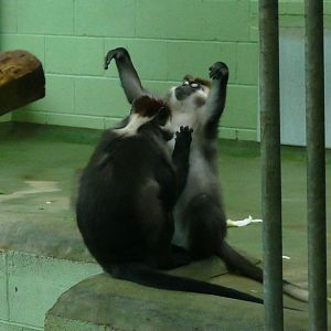 Cherry-crowned mangabeys, October 2018