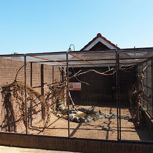 Aviary sun conure (Sep 2nd, 2018)