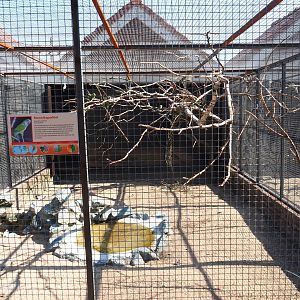 Aviary monk parakeet (Sep 2nd, 2018)