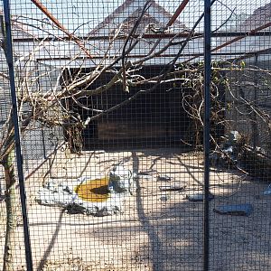 Aviary Nyasa lovebird (Sep 2nd, 2018)