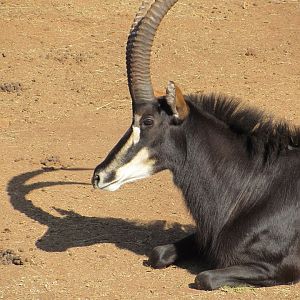 Southern Sable Antelope