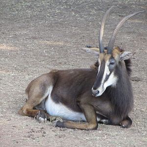Southern Sable Antelope