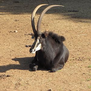 Southern Sable Antelope