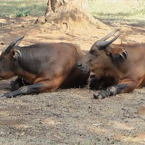 African Forest Buffalo