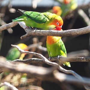 Nyasa lovebirds (Agapornis lilianae), Sep 2nd, 2018