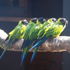 Nanday conures (Aratinga nenday), Sep 2nd, 2018