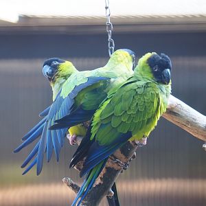 Nanday conures (Aratinga nenday), Sep 2nd, 2018
