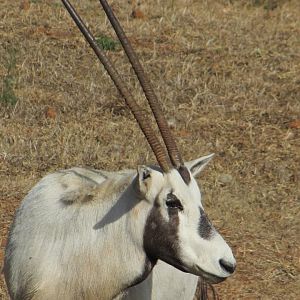 Arabian Oryx