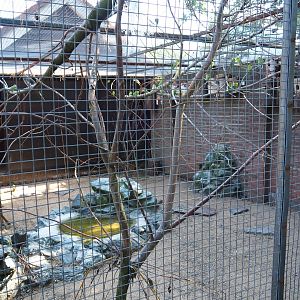 Aviary budgerigar - cockatiel (Sep 2nd, 2018)