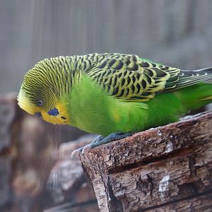 Budgerigar (Melopsittacus undulatus), Sep 2nd, 2018