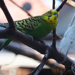 Budgerigar (Melopsittacus undulatus), Sep 2nd, 2018