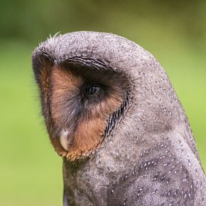 São Tomé Barn Owl, Tyto thomensis