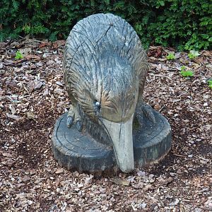 Kiwi carving (Sep 2nd, 2018)