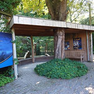 Common raven - Eurasian eagle-owl aviary viewing area (Sep 2nd, 2018)
