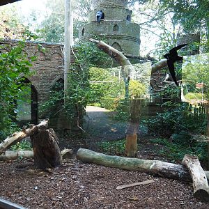 Common raven - Eurasian eagle-owl aviary (Sep 2nd, 2018)