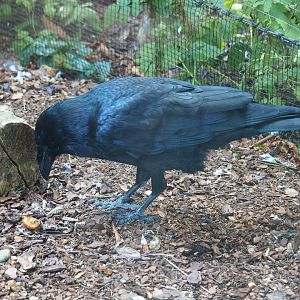 Common raven (Corvus corax corax), Sep 2nd, 2018