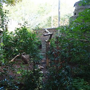 Common raven - Eurasian eagle-owl aviary (Sep 2nd, 2018)