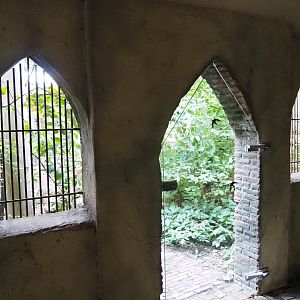 Common raven - Eurasian eagle-owl aviary viewing in the "castle" (Sep 2nd, 2018)
